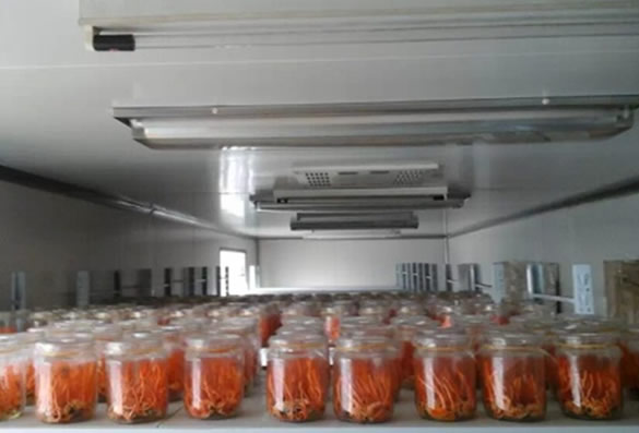 我司自主知识产权的榨蚕桶草产品栽培成功