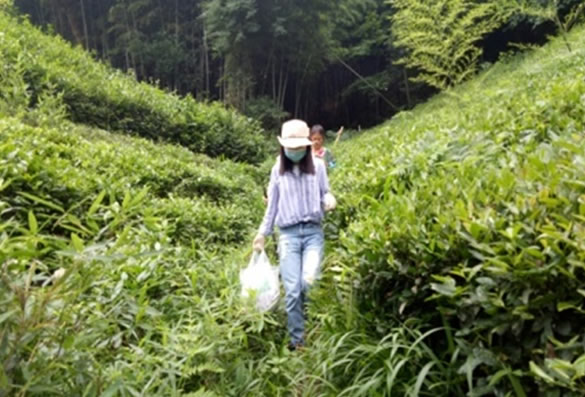 我司赴浙江萧山山区采集蝉花标本